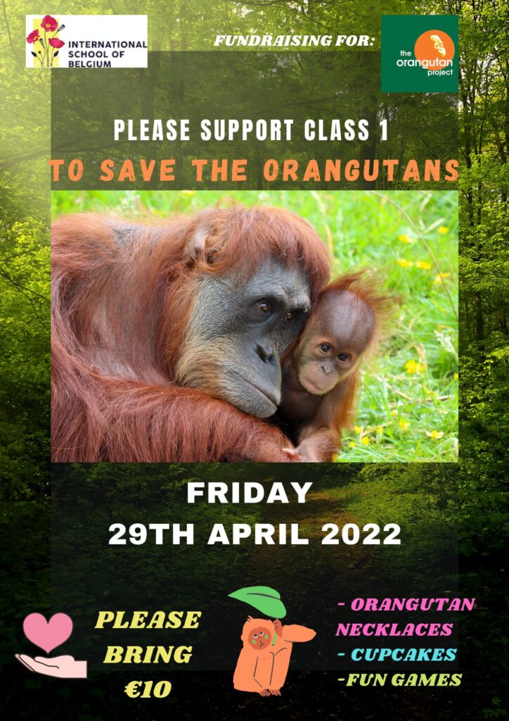 Save The Orangutans Fundraising!
